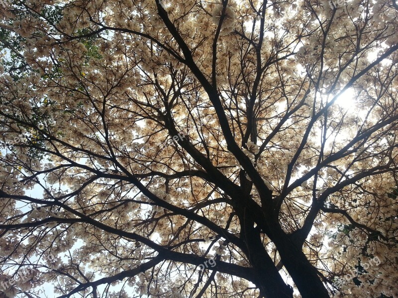 Tree Light Ipê Against Light Foliage