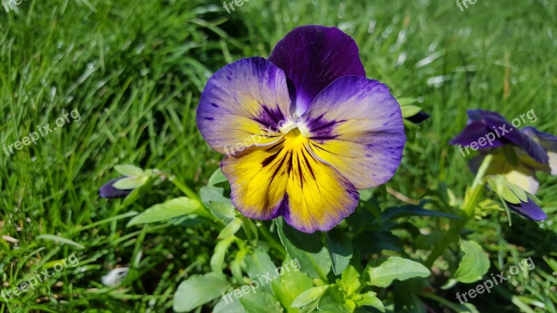 Pansy Pansy Flower Viola Tricolor Pansies Purple Pansy