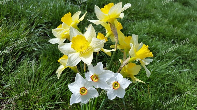 Narcissus Daffodil Narcissus Bouquet Narcissus Flower Yellow Daffodils