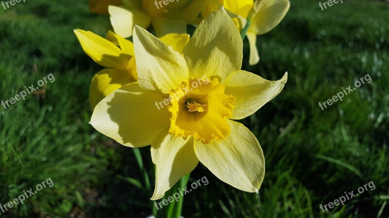 Narcissus Daffodil Narcissus Flower Yellow Daffodils Daffadowndilly