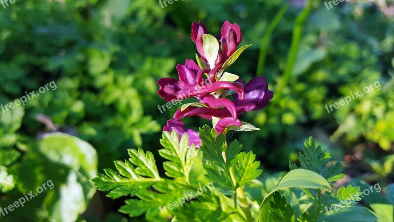 Corydalis Corydalis Cava Corydalis Bulbosa Corydaline Forest Flower