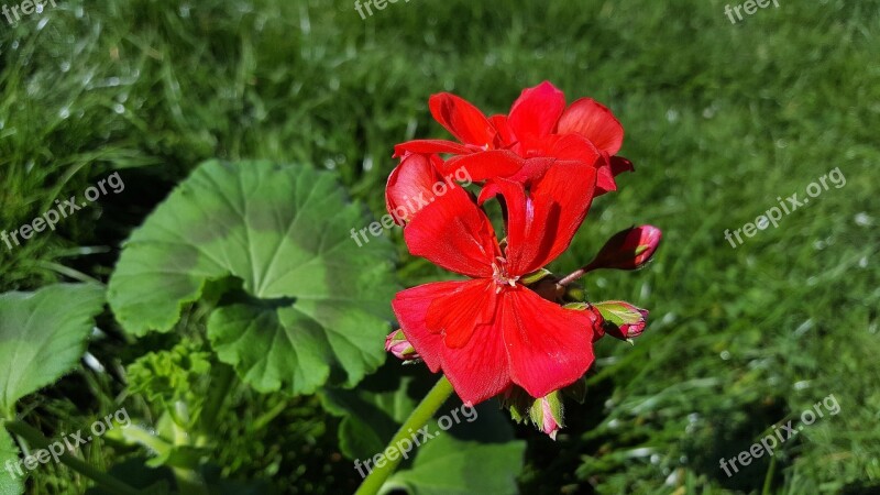 Red Geranium Geranium Flower Geranium Pelargonium Geraniums