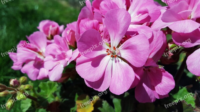 Pink Geranium Geranium Flower Geranium Pelargonium Geraniums