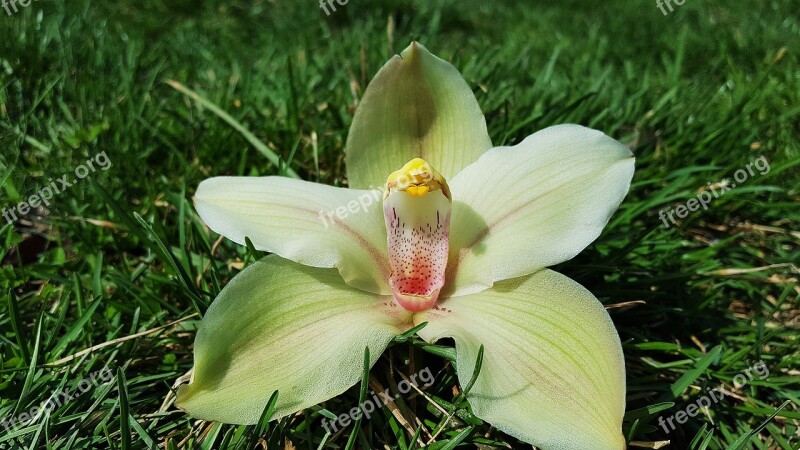 Orchid Orchid Flower Yellow Orchid Orchids Orchidaceae