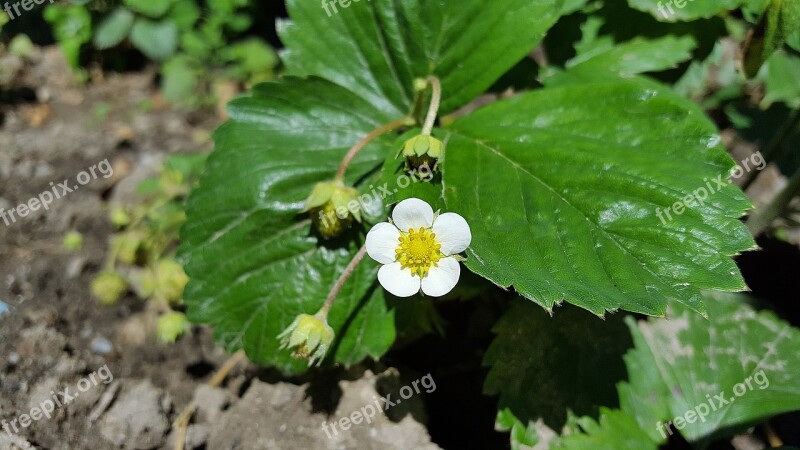 Strawberry Flower Strawberry Strawberries Fruit Flower