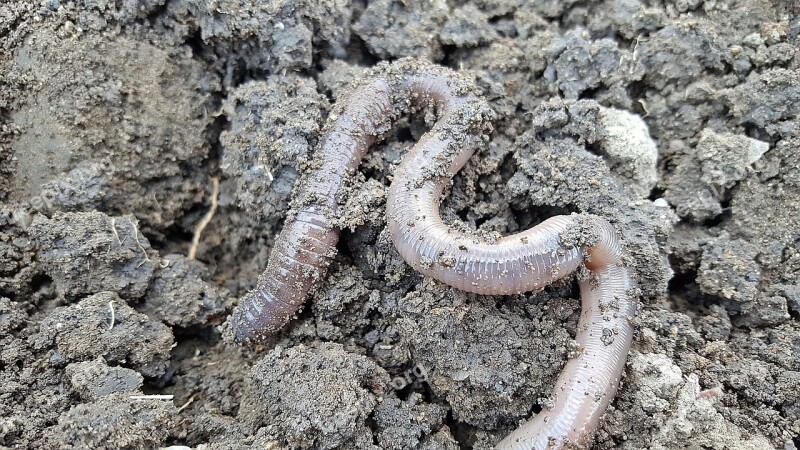 Earthworm Nightcrawlers Soil Worm Animal