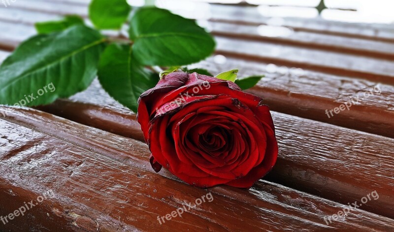 Red Rose Rose Flower Rose Romantic Beautiful Rose