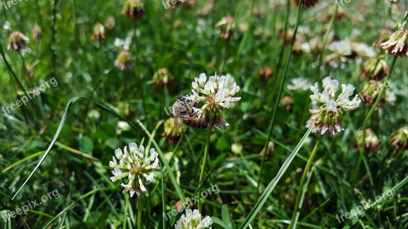 White Clover Bee Trifolium Repens Trefoil Honey Bee