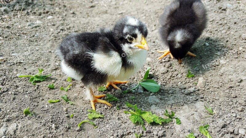 Chicken Baby Chicks Chicks Chickens Chick