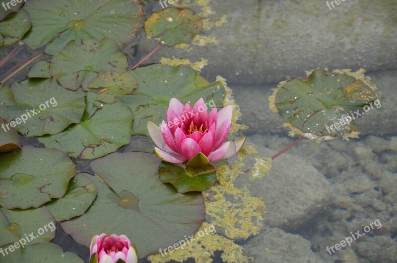 Pink Water Lily Flowers Water Nature Water Lily