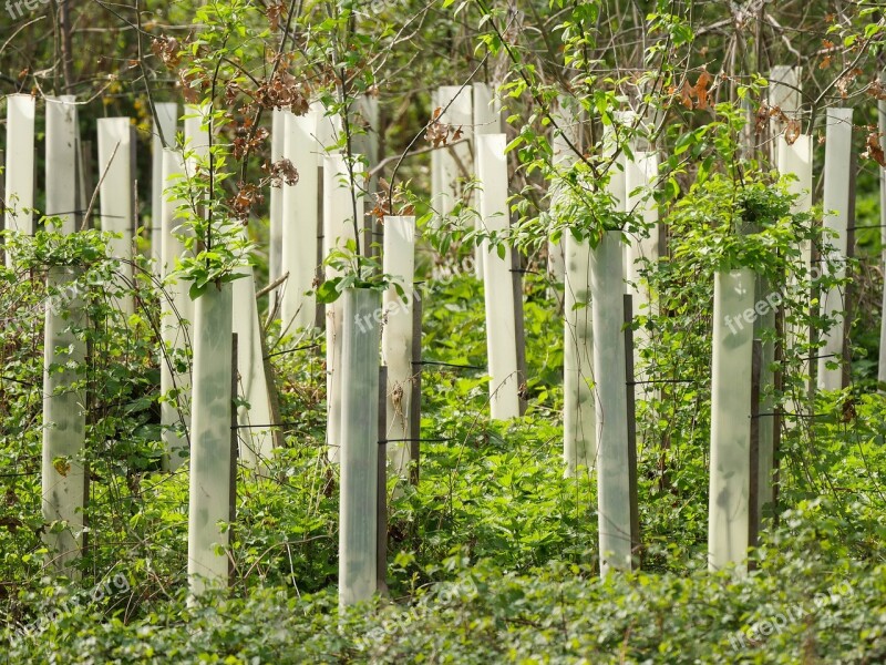 Trees Rearing Nursery Grow Forestry