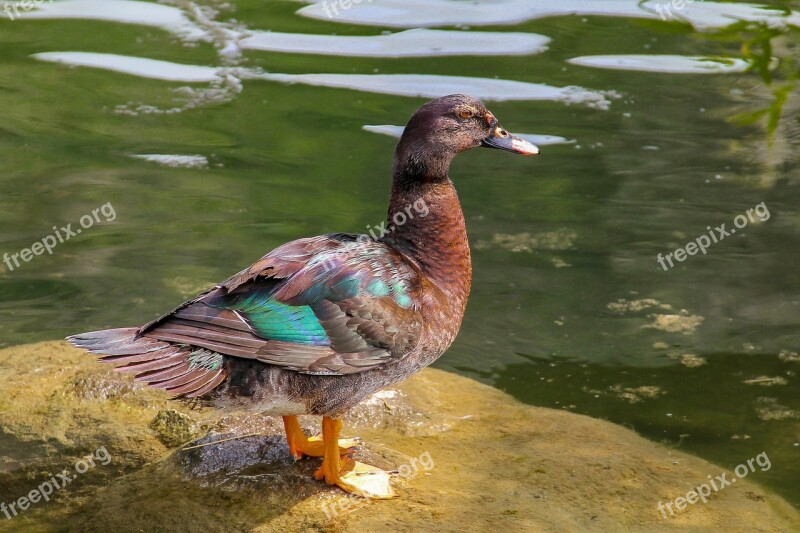 Duck Lake Water Bird Bird Animal World