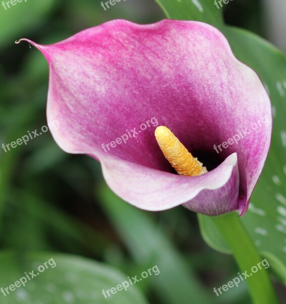 Flower Spring Flowerbud Free Photos