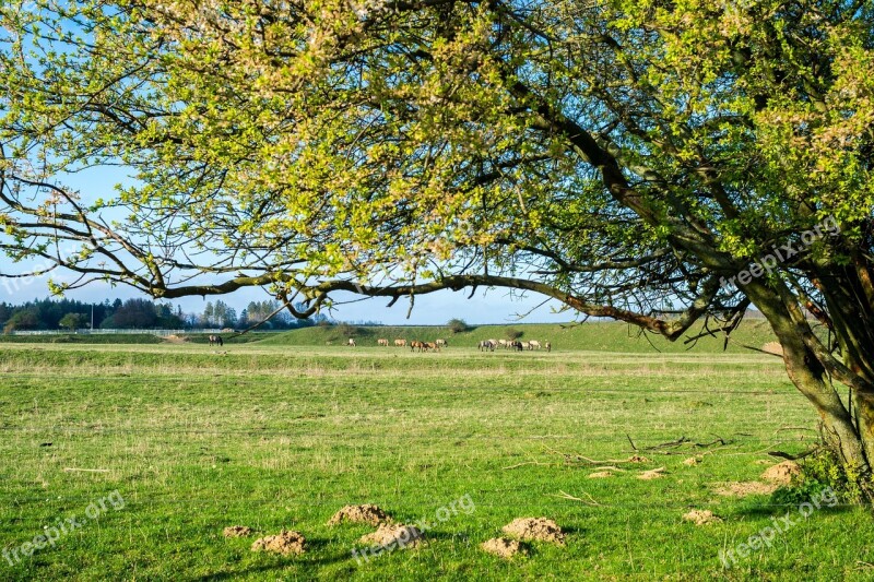 Spring Meadow Pasture Horses Tree