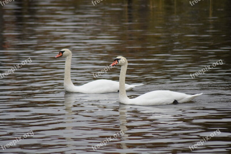 Swans Svanpar Vänern Water Free Photos