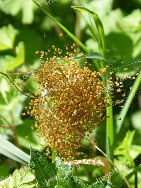 Nest Of Spiders Spiders Young Web Bugs