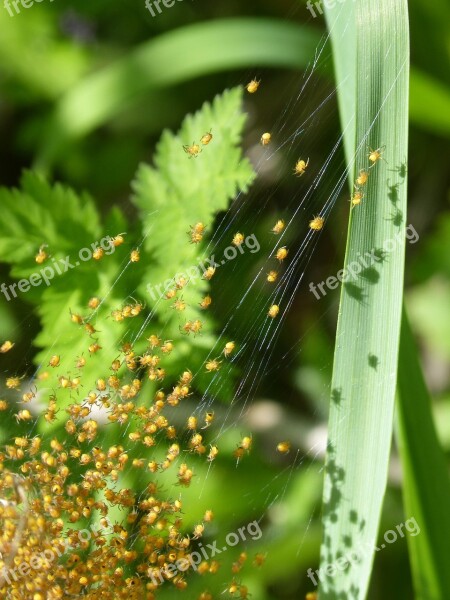 Nest Of Spiders Spiders Young Web Bugs