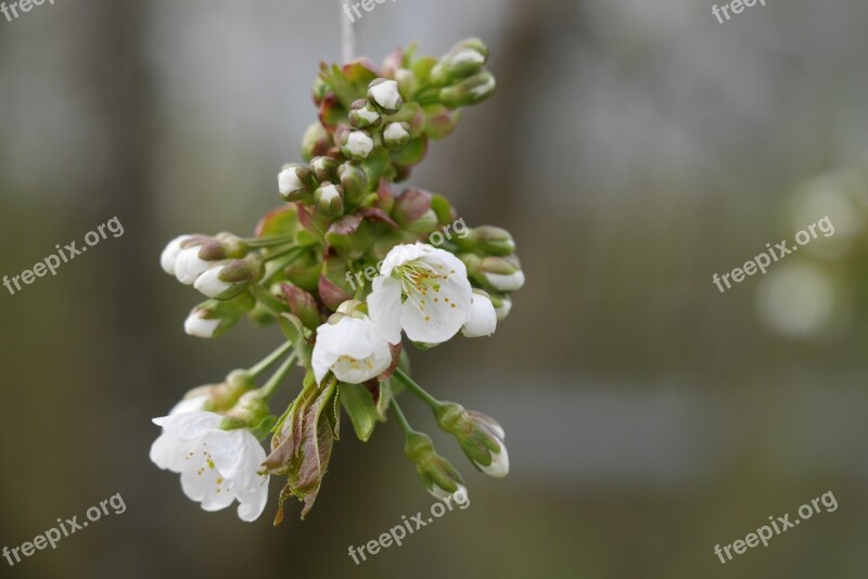 Cherry Blossom Cherry Blossoms Spring Nature