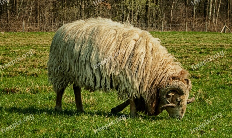 Sheep Ram Nature Animal Horns