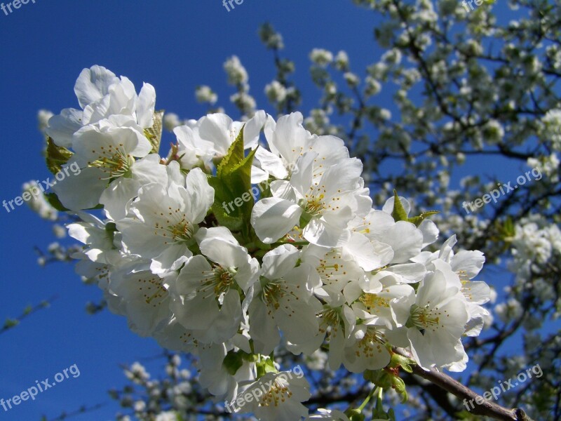 Flowering Cherry Tree White Flower Fruit Tree Spring Free Photos