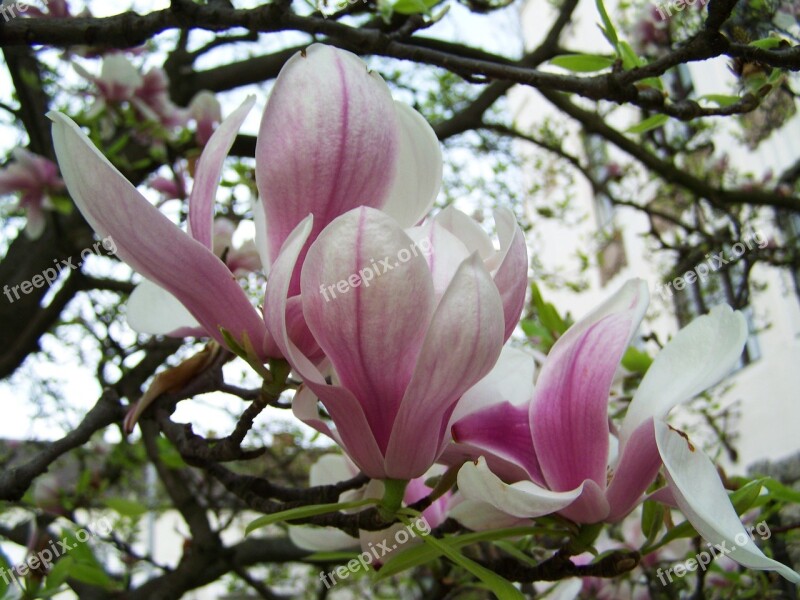 Magnolia Flower Spring Plant Free Photos