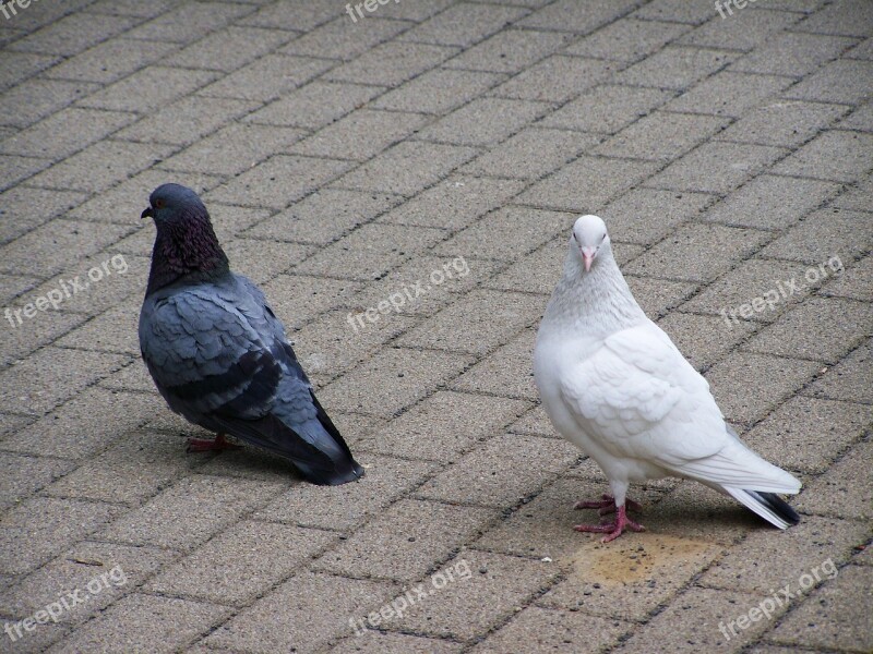 Doves Birds Animals Free Photos