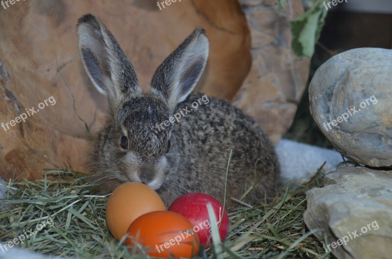 Hare Easter Easter Eggs Spring Egg