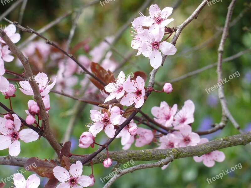 Japanese Cherry Trees Pink Flower Pink Cherry Blossom Japanese Cherry