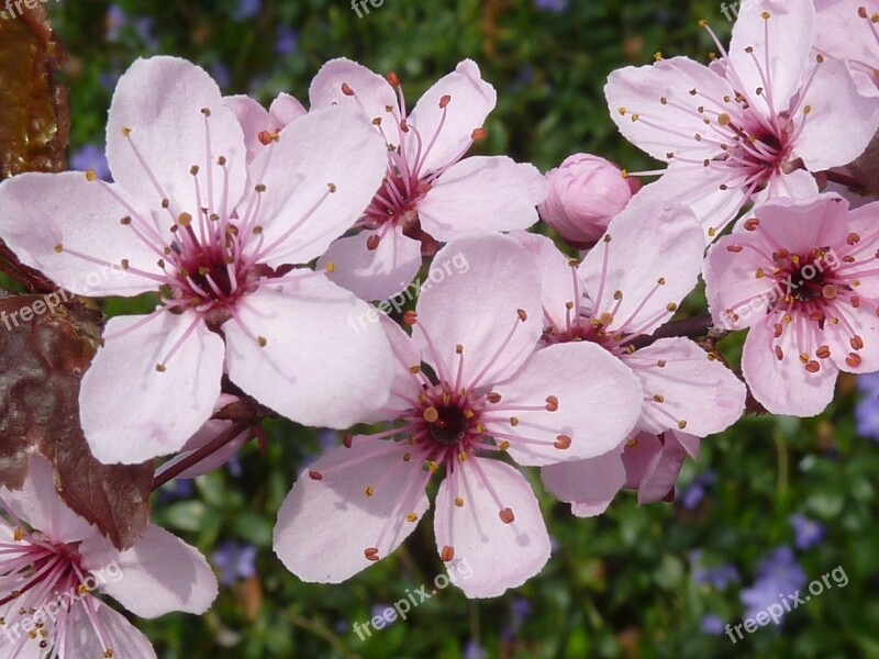 Japanese Cherry Trees Pink Flower Pink Cherry Blossom Japanese Cherry