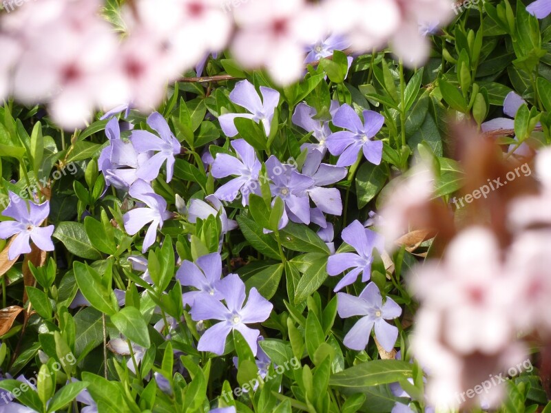 Viola Purple Flower Nature Violet Plant Blossom