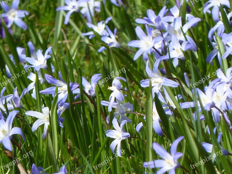 Blue Star Blue Spring Blue Flowers Spring Flower