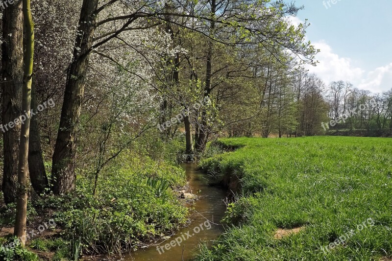 Forest Landscape Bach Glade Trees