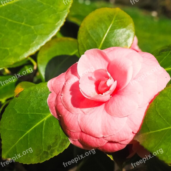 Rose Flower Red Roses Pink Rose Blossom