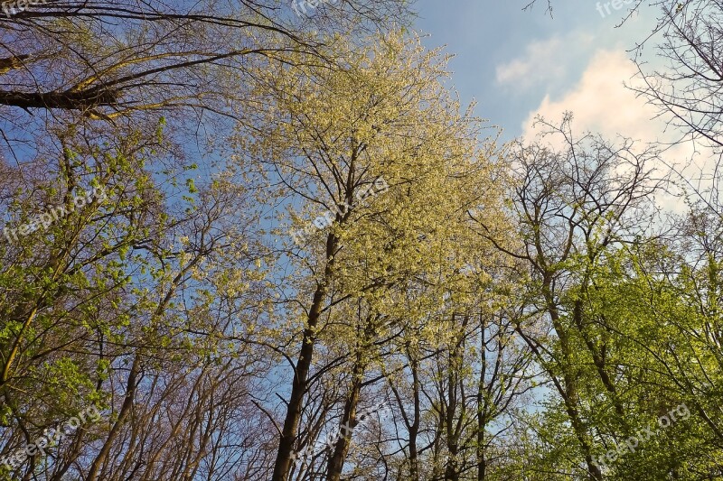 Trees Forest Nature Landscape Mood