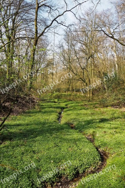 Forest Landscape Bach Glade Trees