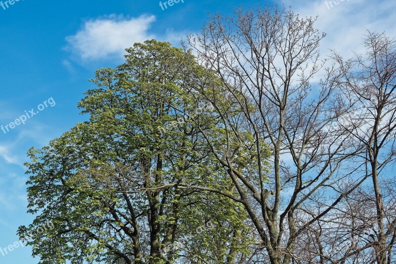 Trees Forest Nature Landscape Mood