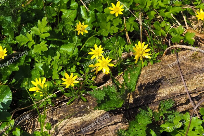 Margarite Flower Flowers Meadow Nature