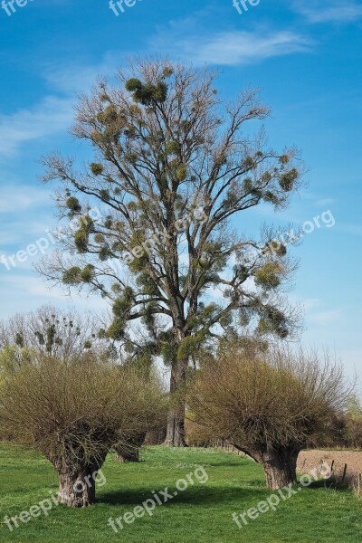 Landscape Meadowlands Trees Bare Branches Blue