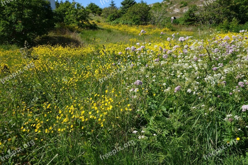 Summer Meadow Norway The Nature Of The Yellow