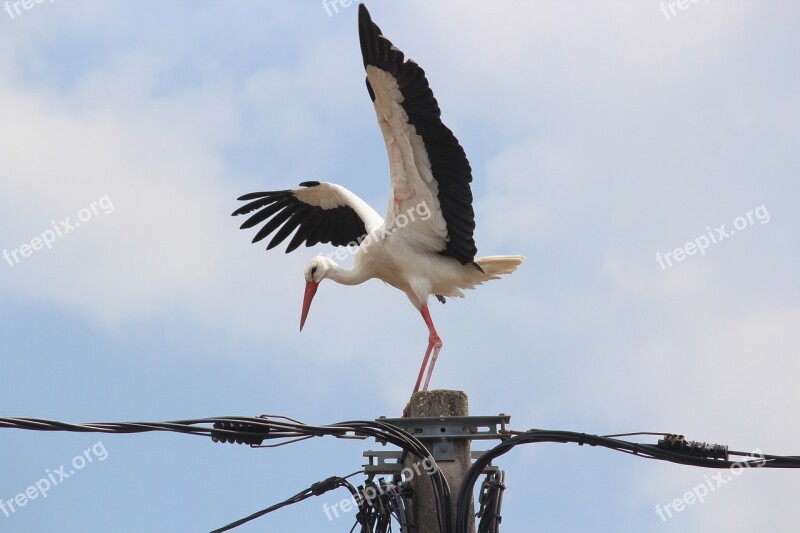 Stork Bird Wings Animal Sky