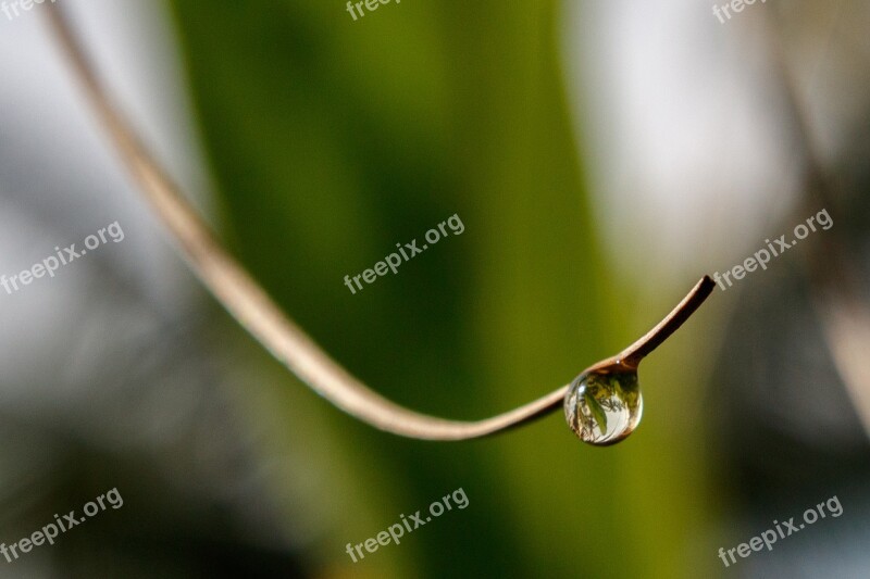 Water Drop Twig Reflection Free Photos