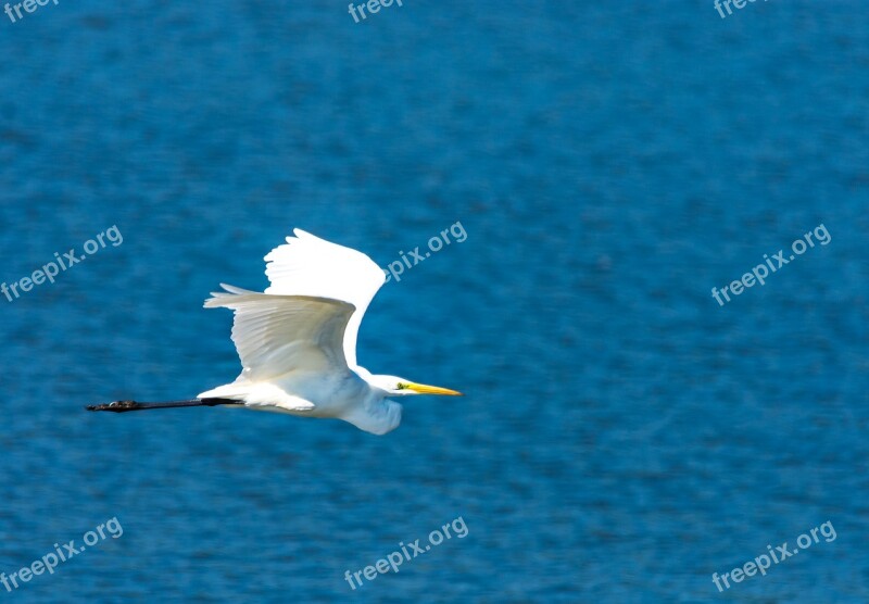 Egret Heron Bird Water Bird Nature