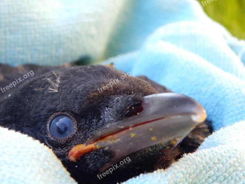 Crow Crow Baby Chicks Meadow Nature