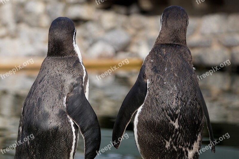 Penguin Bird Animal Animal World Water Bird