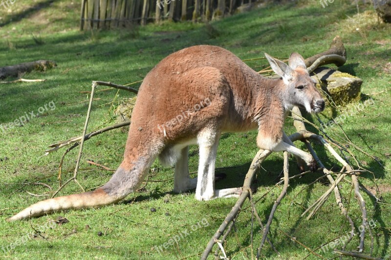 Kangaroo Animal Mammal Free Photos