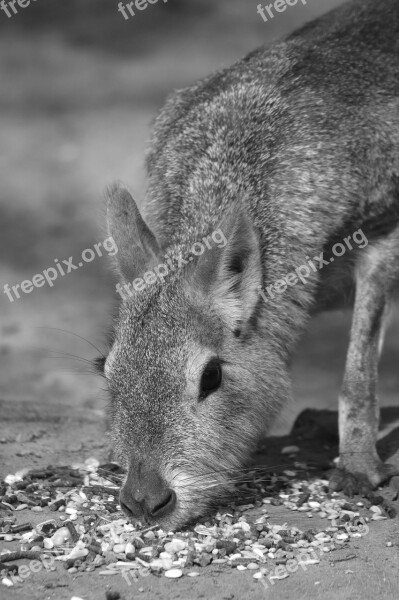 Mara Animal Mammal Pampa Haas Patagonian Hare