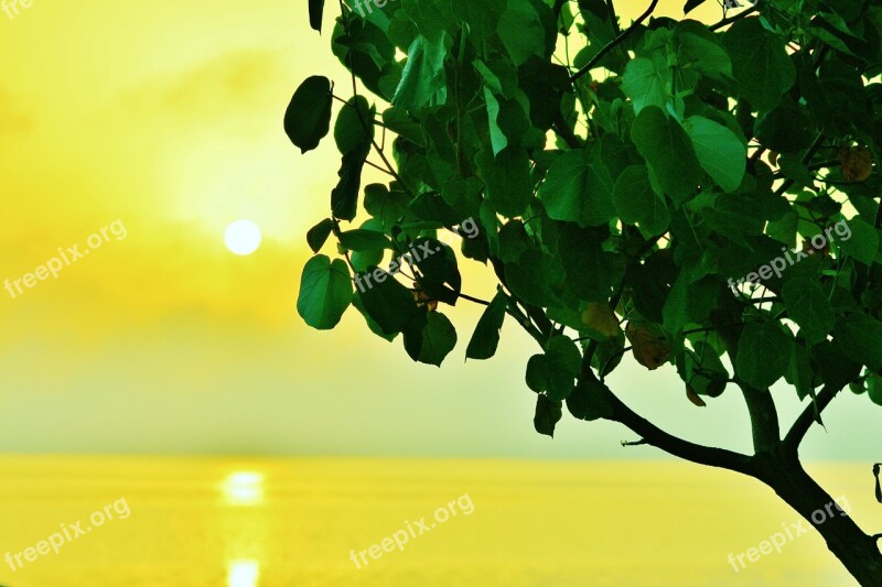 Shades Tree Branch Silhouette Leaves