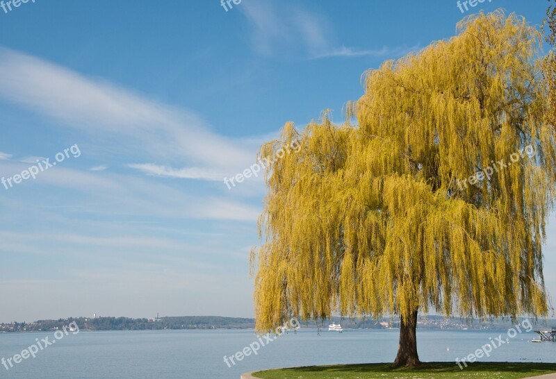 Lake Constance Spring Tree Plant Yellow