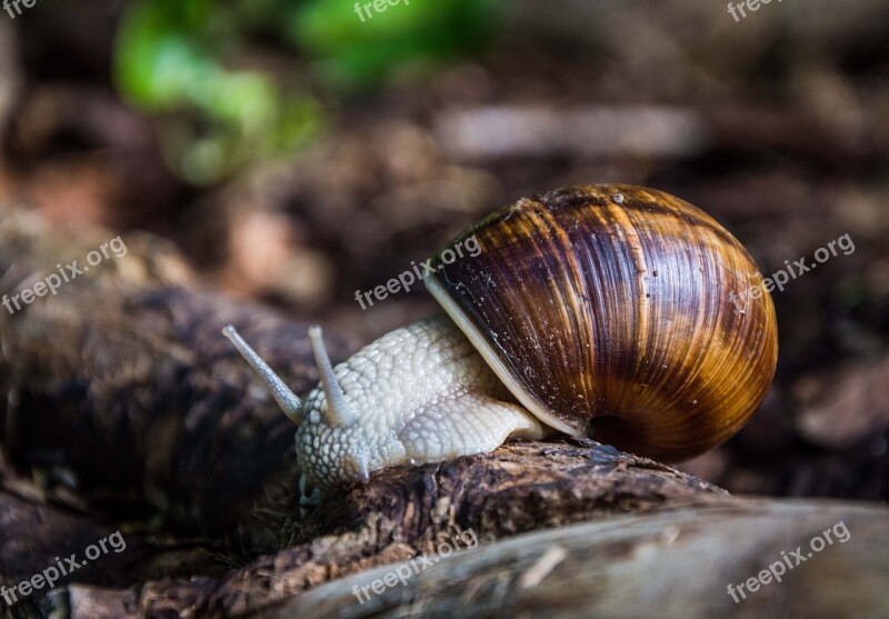 Snail Shell Mollusk Close Up Snail Shell