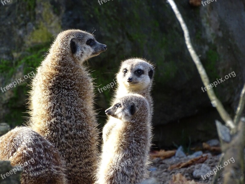 Meerkat Animal Mammal Wildlife Cute